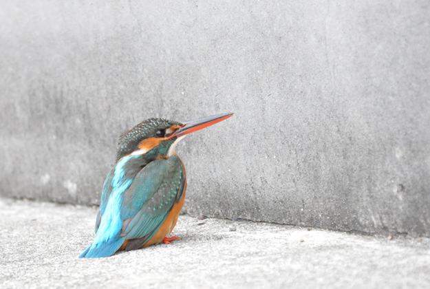 カワセミ
